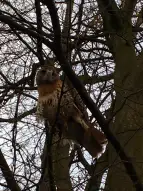 Der Bussard sitzt im Baum
