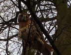 Der Bussard sitzt im Baum