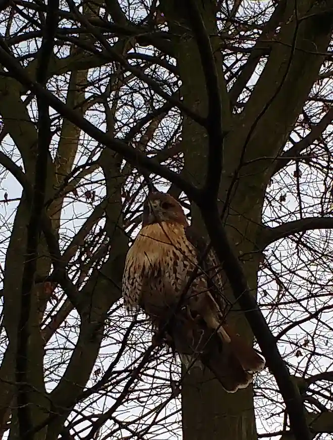 Der Bussard sitzt im Baum