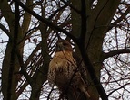 Der Bussard sitzt im Baum