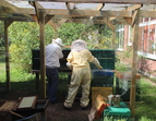 Die Bienen ziehen in ihr neues zu Hause