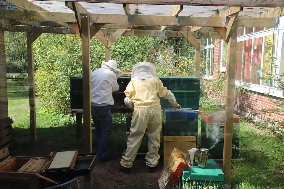 Die Bienen ziehen in ihr neues zu Hause
